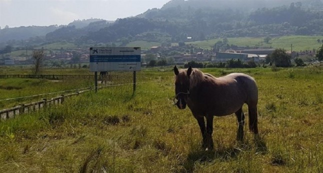 Los cercados sobre el túnel de la A-8 en Asturias son del todo insuficientes