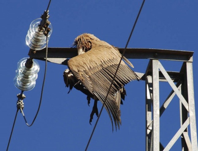 Sigue aumentando la lista de aves muertas en tendidos eléctricos