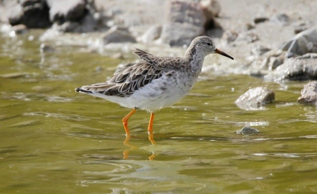 1.802 parejas de aves acuáticas de 14 especies crían en el Parque Regional de las Salinas en la pasada primavera
