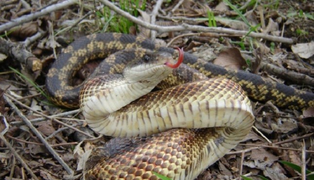 Ecuador: Descubren cinco nuevas especies de culebras chupa-caracoles