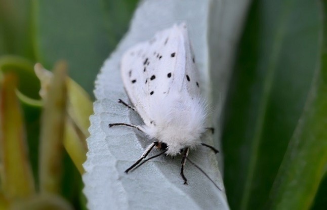 La ciudad cambia la envergadura de los animales