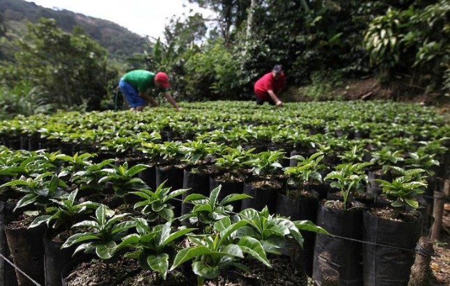Un tercio de las plantas no son preservables en bancos de semillas