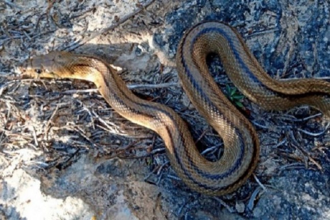 Más de 700 serpientes han sido capturadas en las Pitiusas en cuatro meses