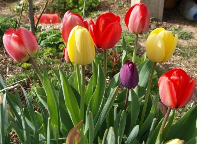 Primaveras más cálidas propician plantas menos productivas en verano