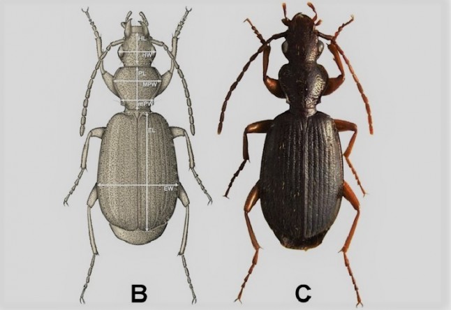 Descubierta una nueva especie de insecto en la alta montaña del Sistema Ibérico