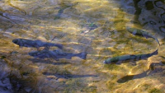 La Comunidad de Madrid regulará la suelta de trucha de arcoíris esterilizadas para la pesca