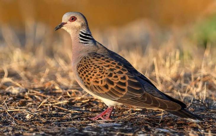 Naturaleza. La tórtola traerá cola y sanciones por parte de Europa
