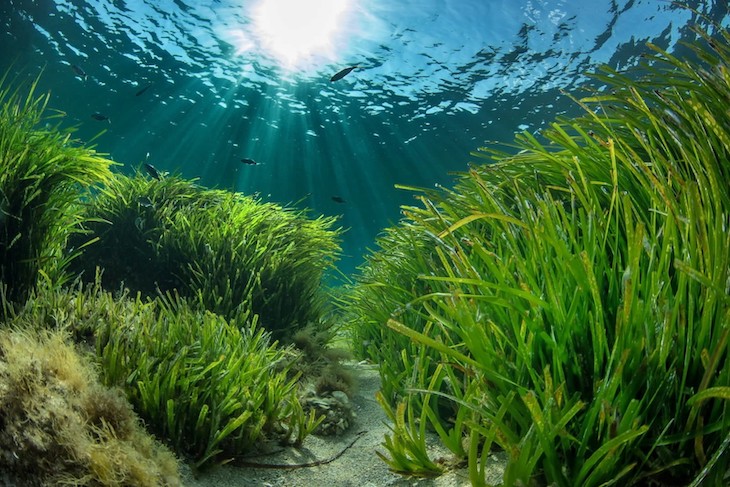 Ibiza a la baja en cuanto a medio ambiente