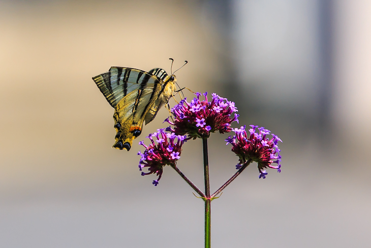La lluvia y el confinamiento disparan las poblaciones de mariposas en Barcelona