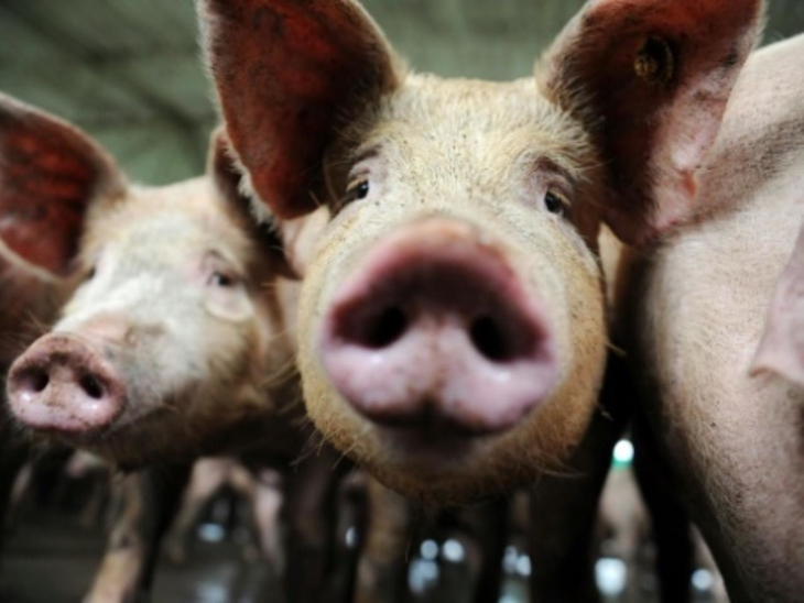 Un estudio advierte de que una cepa de coronavirus en cerdos podría propagarse a los humanos