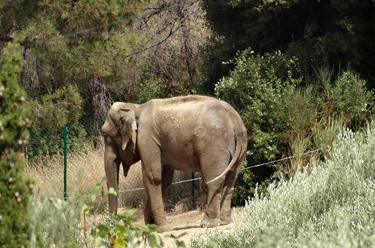 Un informe de expertos internacionales confirma la urgente necesidad de decomisar a la elefanta Dumba