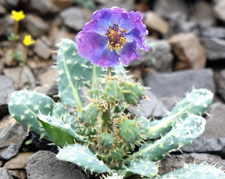 Descubren en China la flora alpina más antigua de la Tierra