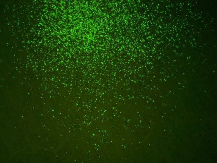 Microbios marinos de la era de los dinosaurios reviven en laboratorio