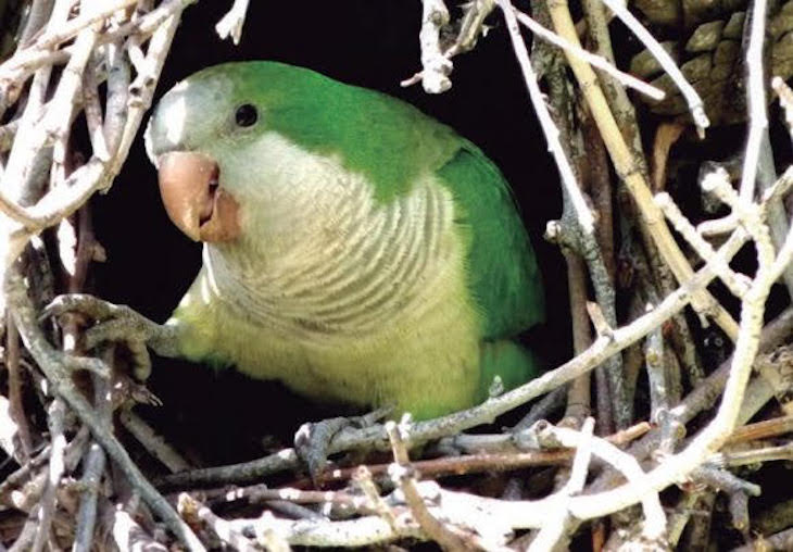 Las especies invasoras diezman a las autóctonas