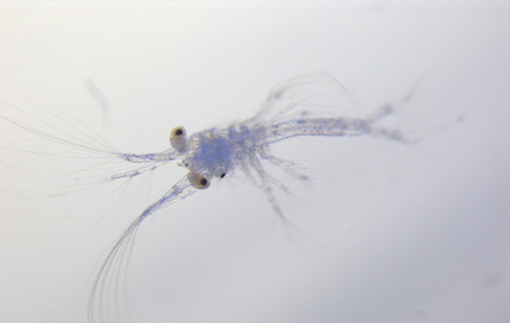 Investigadores describen estadios larvales de la gamba roja que ayudará a mejorar su gestión