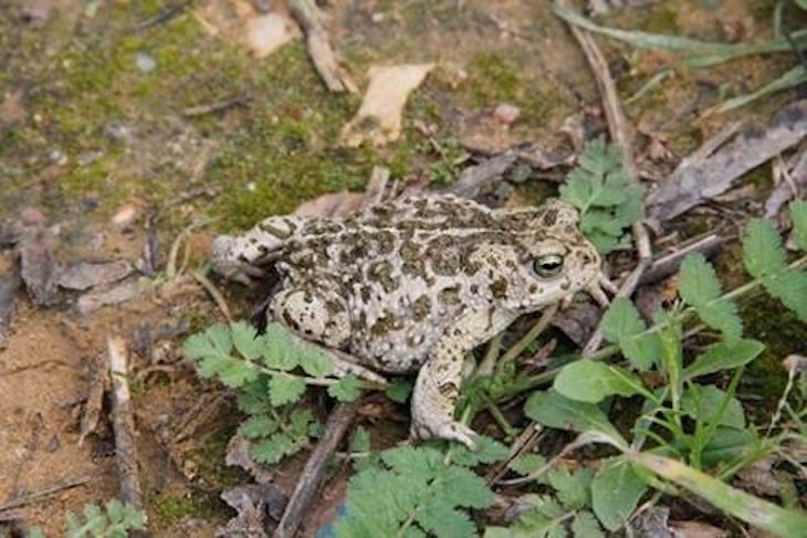 El modo de huir de los sapos depende de la distancia a la que estén de su refugio