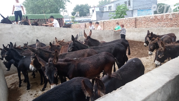 Piel de asnos hervidas para usarlas en medicina