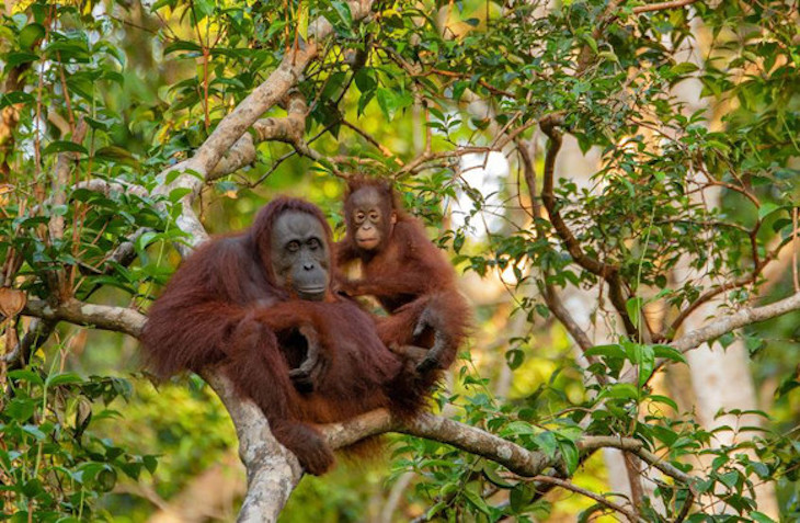 La caza y el cambio en el uso del suelo afectan negativamente a más de 1.800 mamíferos tropicales