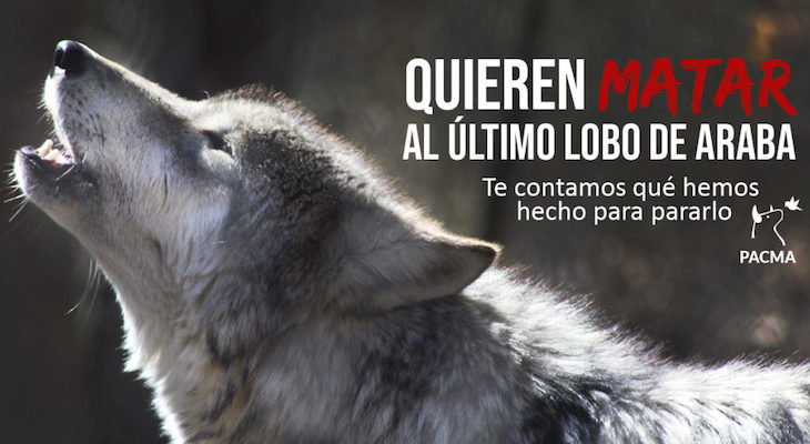 Quién será el ‘valiente’ de asesinar a balazos al último lobo de Araba (Euskadi)