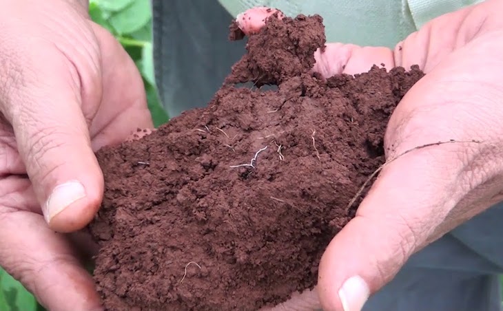 Comparando el secuestro de carbono de la dehesa según diferentes manejos de suelo