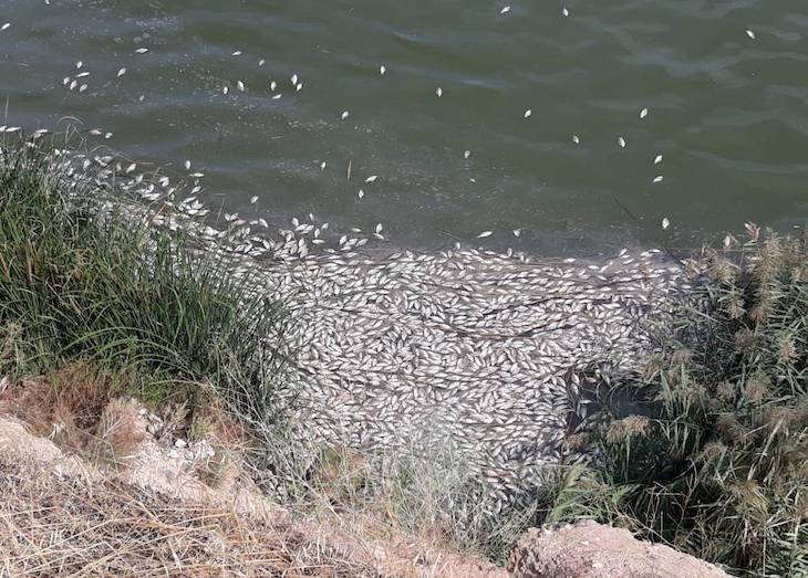 Ecologistas alerta de "vertidos ilegales e incendios intencionados" en el arroyo Almonázar