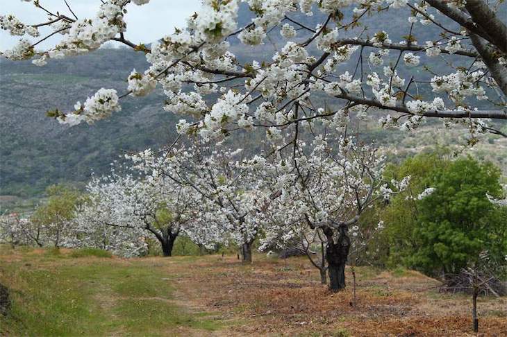 A causa del ‘cambio climático’ la floración de los cerezos en el Valle del Jerte se adelanta
