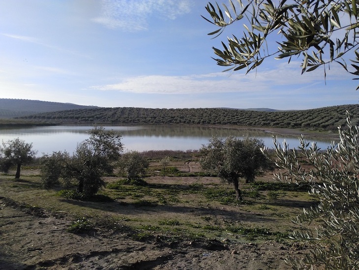 Denuncian el deterioro de las lagunas y exigen la restauración de la laguna de Cortijo Viejo (Baena)