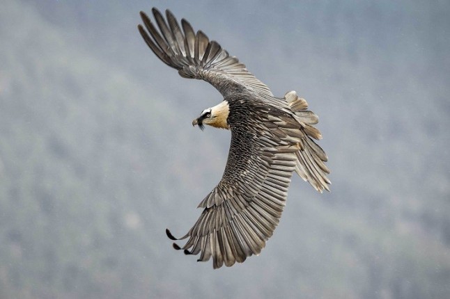 Campaña en redes sociales para elegir el nombre de dos quebrantahuesos nacidos en libertad