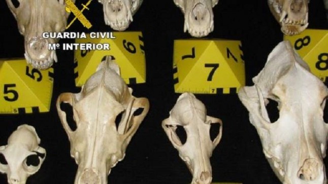 El Seprona se incauta de nueve cráneos y cuatro pieles de lobo ibérico en Zamora