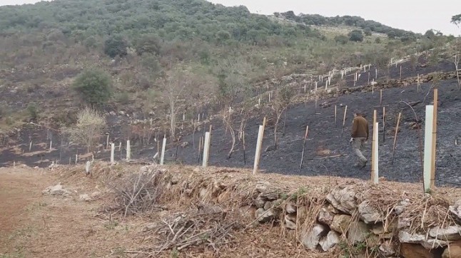 Reforestación de los Pozos de Valcaba
