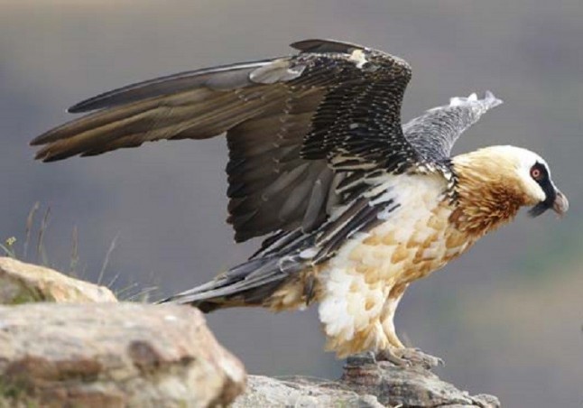 Reabren el caso del quebrantahuesos abatido a balazos en Albacete