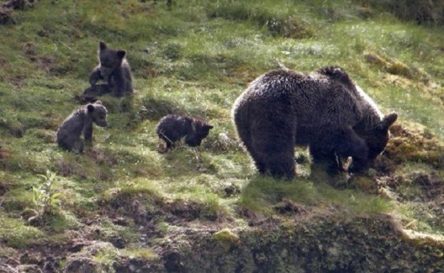 Asturias regulará las actividades de observación de osos