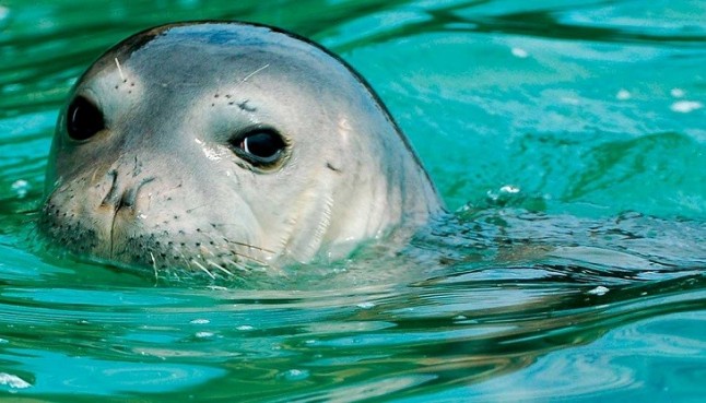 Las primeras reintroducciones de foca monge en Fuerteventura