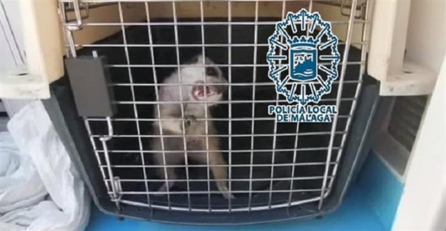 Capturan y recuperan a una suricata agresiva que pretendía adentrarse en una vivienda de Málaga