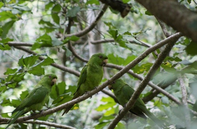 Cómo librar a loros y cacatúas de algunos parásitos