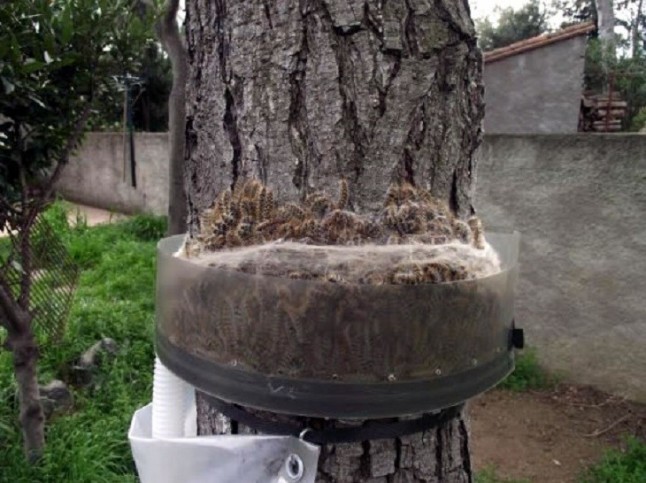 El control de la procesionaria del pino incluye por primera vez en la Región de Murcia el uso de drones