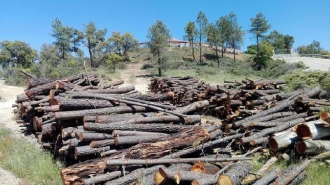 Qué pasa con el ‘arboricidio’ de Riotinto