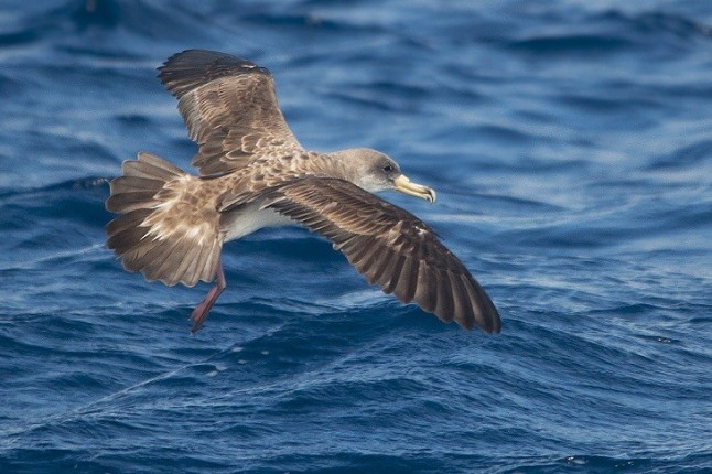 Investigan la aparición de pardelas cenicientas heridas o muertas en La Palma