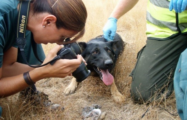 Condenado a seis meses de prisión un pastor de Villaluenga (Cádiz) por colocar cebos envenenados
