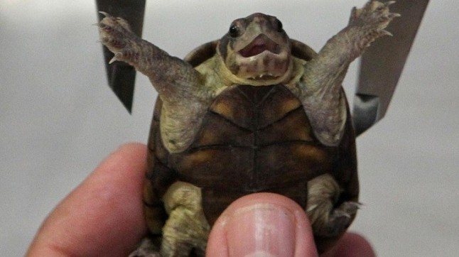 México: Descubren una nueva especie de tortuga en una zona turística
