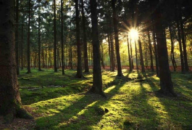 Innovación para analizar los cambios locales en los bosques y el suelo