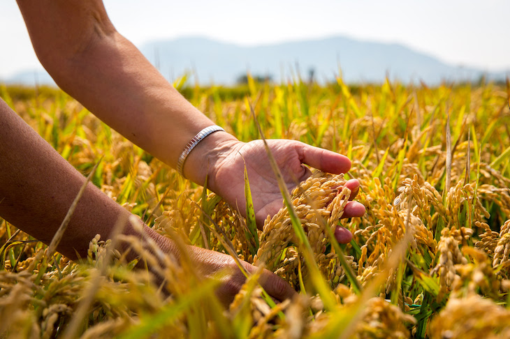 Arroz resistentes a los hongos