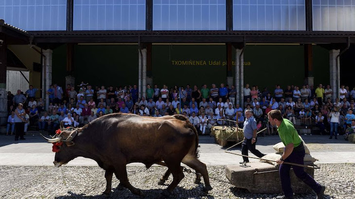 La nueva Ley Orgánica sobre lucha contra el dopaje en el deporte puede dejar desprotegidos a los animales utilizados en competiciones deportivas