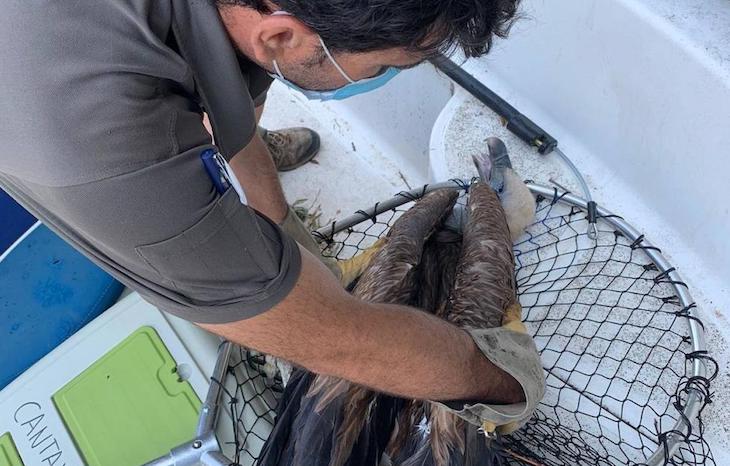 Rescatadas dos crías de buitre leonado y una de alimoche en las aguas del río Duratón