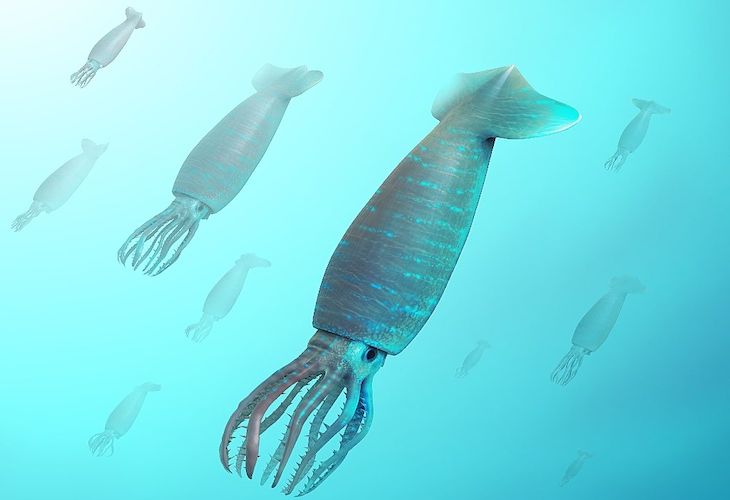 Un calamar alimentándose hace 200 millones de años