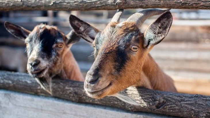 Simpático y extraño