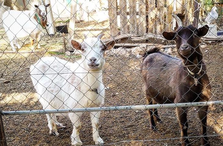 Auxilio. 12 cabras y 6 cerdos vietnamitas necesitan un santuario YA o los sacrificaran