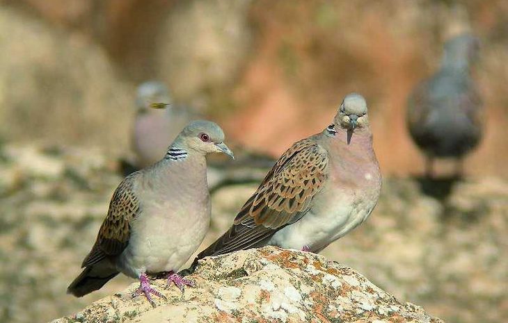 La ‘Asociación Parlamentaria en Defensa de los Derechos de los Animales’ exige una moratoria de la caza de la Tórtola Europea