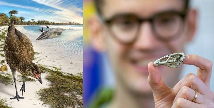 Hallan el cráneo del pájaro moderno más antiguo del mundo