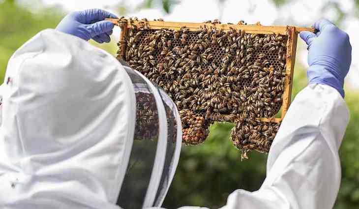 Apicultores exigen medidas para salvar a las abejas